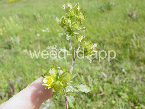 cinquefoil, silvery